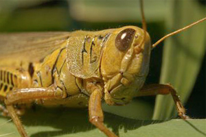 Çekirge sağlıklı yaşamak için gerekli besin unsurları içeriyor