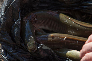 Thames nehrinde maksimum düzeyde kokaine rastlandı