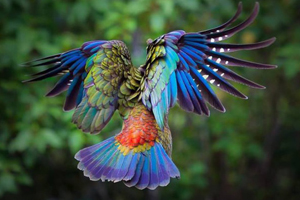 BM: Bir milyona yakın canlı türü tehlike altında