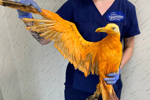 Turuncu kuşun kimliği ortaya çıktı