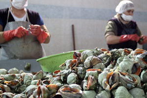 Deniz Salyangozunda, kanser hastalarına umut olacak bir bileşik bulundu