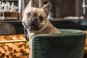 Mayfair’de evcil hayvanları da ‘müşteri kabul eden’ bir mekan