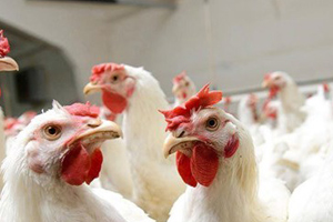 Kümes Hayvanı Eti Kanser Riskini Azaltıyor