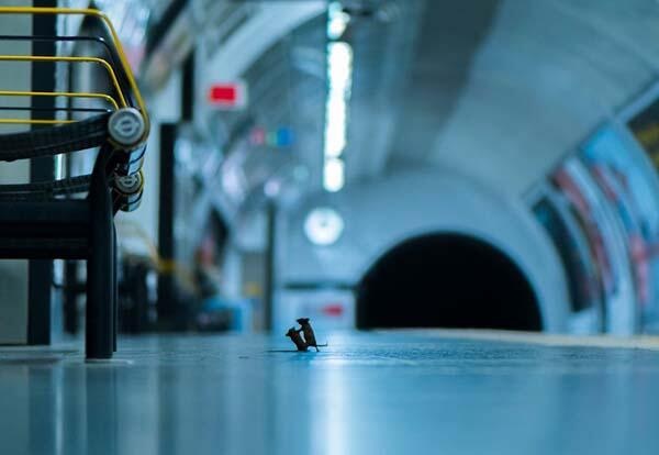 Metroda Kavga Eden Fareler Birinci Oldu