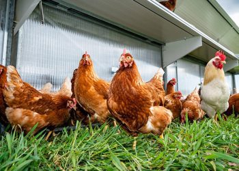 Eriksson: “UEFA, Cüneyt Çakır’a görev vermeyip hata yaptı”