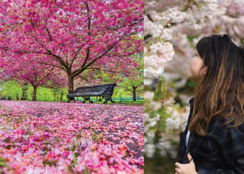 Kiraz çiçeği mevsimi Londra’ya yakışıyor ..