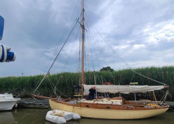 Sevimli fokları Ramsgate-Margate’de görün