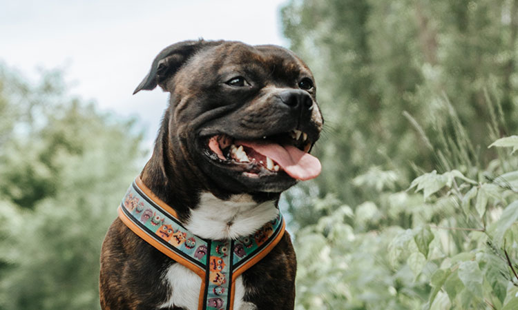 Amerikan Bully ‘XL’ ırkı köpekler yasaklanabilir