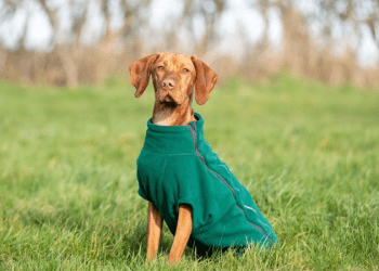 Hackett London ve Hugo & Hudson’dan köpek giyim işbirliği