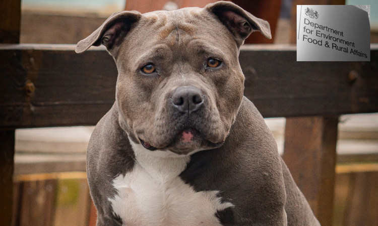 XL Bully cinsi köpekler, 31 Aralık’tan itibaren yasaklanıyor