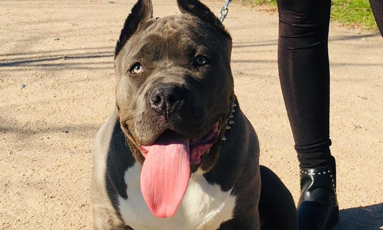 American Bully XL köpek sahipleri 1 Şubat’a kadar muafiyete başvurmalı