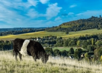Binlerce çiftlik işletmesi ‘Kırsal Ödemeler Ajansı’ndan ödeme alıyor