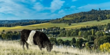 Binlerce çiftlik işletmesi ‘Kırsal Ödemeler Ajansı’ndan ödeme alıyor