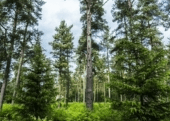 Yerli ağaç üretimi  ve tohum tedariği için hibeler yeniden açıldı