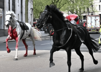 Londra’da korku dolu anlar yaşandı; yaralı insan ve atlar tedavi altında
