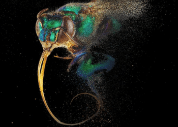 Doğanın mucizevi canlılarından arının hayatta kalma hikayesi