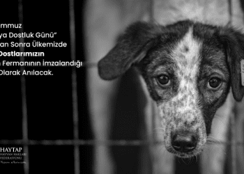 Sokak köpeklerine karşı alınan sert önlemler Türkiye’yi böldü