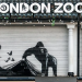 Londra’nın en son yeni Banksy’si ortaya çıktı; bir goril