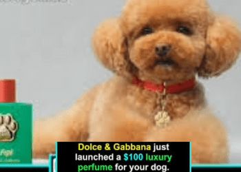 Dolce & Gabbana, köpek parfümünü piyasaya sürdü