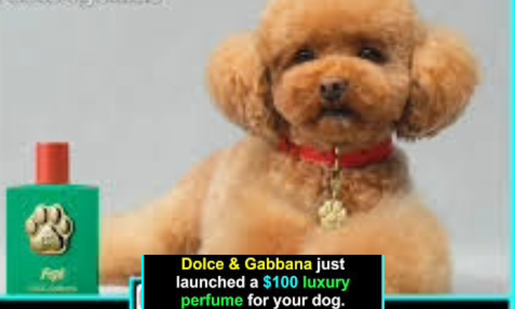 Dolce & Gabbana, köpek parfümünü piyasaya sürdü