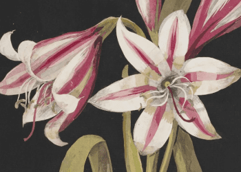 Mary Delany’nin ‘Botanik Dünyası’ sergisi, Mart’a kadar British Museum’da