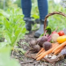 £15 million food surplus fund now open for applications
