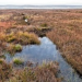 New proposals to ban heather burning on peatland to protect air, water and wildlife