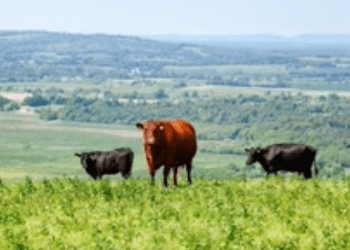 Foot and mouth disease: latest situation