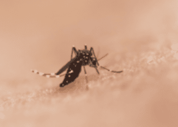 Chikungunya vaccine (IXCHIQ) temporarily paused in people aged 65 and over as precautionary measure