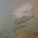New study looks for ways to help River Itchen salmon reach sea