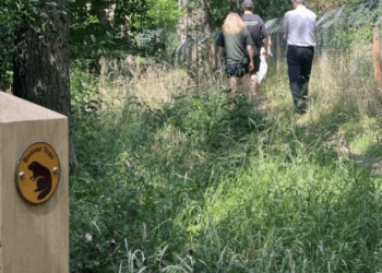 Enfield’da ki kunduz ailesi yaşam alanına, açık turlar başladı