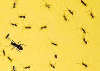 Wimbledon’da Sabalenka, Keys ve Kartal 3. turda!