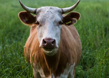 Tottenham 3 puanı 3 golle aldı