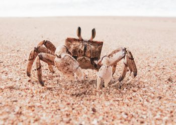 Premier Lig’de heyecan dev mücadele ile başlıyor!