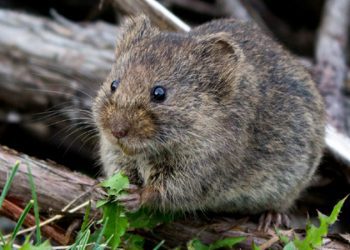 Emirates Kupası’nda zafer Arsenal’in!