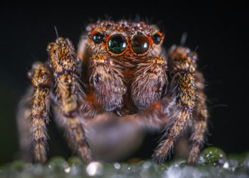 Emirates Kupası’nda zafer Arsenal’in!