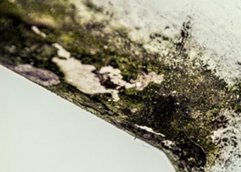 Harry Kane, Premier Lig’e geri mi dönüyor ?