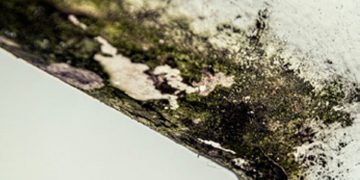 Harry Kane, Premier Lig’e geri mi dönüyor ?