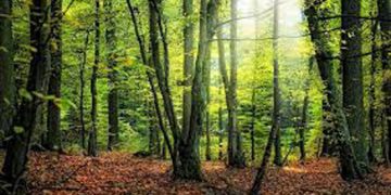 İngiltere, yeşil alan kaybında, Avrupa’da 5’inci sırada