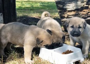 Liverpool transfere doymuyor! Sıra Real Madrid’in yıldızı Camavinga’da