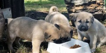 Liverpool transfere doymuyor! Sıra Real Madrid’in yıldızı Camavinga’da