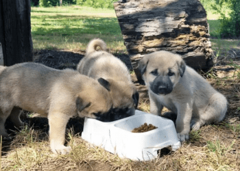 Uyarı: Evcil hayvanlar güvenilir kaynaklardan alınmalı