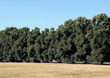 Kadıoğlu’ndan büyük başarı! Maça damga vurdu
