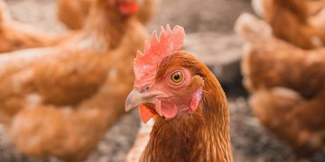 Fenerbahçe’nin rakibi Aston Villa durdurulamıyor