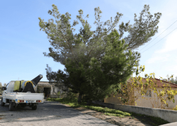 DAB, çam kese böceğine karşı ilaçlama çalışmasına başlıyor