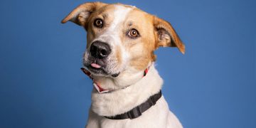 Liverpool, Barcola’yı gündemine aldı