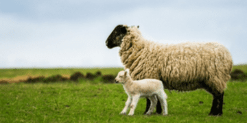 Sheep carcase classification rules to deliver fairer prices for farmers