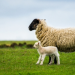 Sheep carcase classification rules to deliver fairer prices for farmers