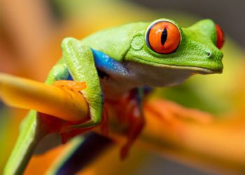 Guardiola’dan Arsenal’a şampiyonluk mesajı