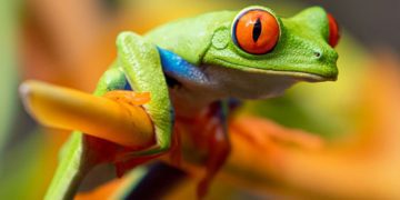 Guardiola’dan Arsenal’a şampiyonluk mesajı